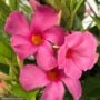 Dipladenia Bush – Sundenia® Pink – 6″ Pot
